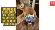 Kangaroo on the Loose: Wisconsin Petting Zoo Escape Sparks Search Operation