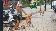 Karnataka Health Dept Launches Rabies-Free Cities Initiative in 11 Urban Centers