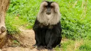 Karnataka High Court Halts Activities in Sharavati Lion-Tailed Macaque Sanctuary