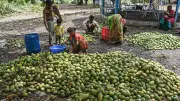 Karnataka Mango Growers Shift Focus to US and UK Amid Middle East Market Uncertainty