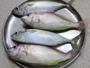 Karnataka Stocks 4.5 Crore Fish Fry in Reservoirs to Boost Aquaculture