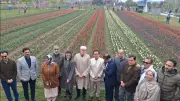 Kashmir's Spring Blooms: Asia's Largest Tulip Garden Opens in Srinagar