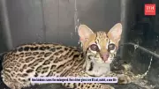 Kind Traveler Rescues Rare Ocelot in Colombia, Sparks Wildlife Chain Reaction