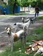 Kochi Corporation Launches Brahmapuram Dog Shelter Project