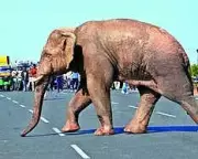 Koderma Elephant Rampage: Forest Officials Urge Vigilance After Village Destruction