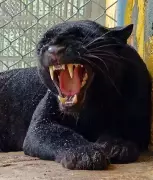 Kolhapur Forest Team Rescues Black Panther from 40-Foot Well in 36-Hour Operation