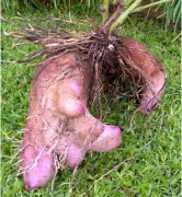 Kolhapur Hosts 'Back to the Roots' Exhibition Showcasing 250 Tuber Species