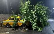 Kolkata's Concrete Crisis: Nor'westers Uproot 40+ Trees, Exposing Urban Planning Failures