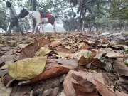 Kolkata's Spring Vanishes as Climate Change Brings Abrupt Heat Surge