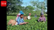 Land Pattas Emerge as Key Election Issue in Assam's Tea Belt, Impacting Lakhs of Workers