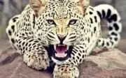 Leopard Attack in Bahraich: 7-Year-Old Girl Critically Injured, Saved by Brave Children