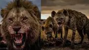 Lions vs Hyenas: The Ultimate Savanna Showdown of Strength vs Strategy