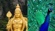 Lord Kartikeya's Peacock: Symbol of Victory, Spiritual Power in Hindu Mythology