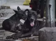 Lucknow to Microchip Stray Dogs for Scientific Population Management