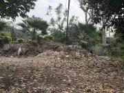 Ludhiana's Leaf Burning Crisis: Civic Body Plans Horticulture Plant Solution