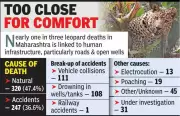 Maharashtra Loses 675 Leopards in 5 Years, Accidents and Poaching Top Causes
