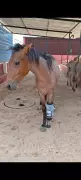 Mare Walks Again with Custom Prosthetic Limb After Amputation in Mysuru