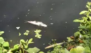 Mass Fish Death in Nashik's Godavari River Sparks Pollution Probe