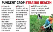 Migrant Workers Flock to Guntur for Chilli Harvest Amid Regional Economic Disparities