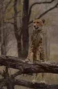 Mukhi, India's First Wild-Born Cheetah, Celebrates Third Birthday at Kuno National Park