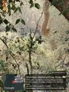 Mumbai Coastal Road Project Sparks Fresh Clash as Mangrove Cutting Begins in Charkop