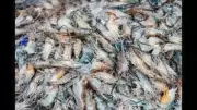 Mumbai Seafood Export Crisis: Zero Prawn Shipments to US Since 2025 Sanctions
