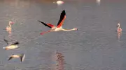Mumbai's Flamingo Haven Awaits Protection as Migration Lags, Wetland Under Strain