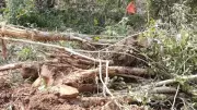 Mysuru Environmentalists Demand Action After 46 Trees Illegally Felled
