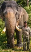 Mysuru's Dasara Elephant Gajendra Relocated to Nagarahole After Public Campaign