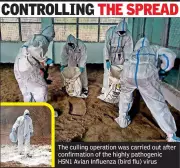 Nagpur Hatchery Culls 1,000 Birds After H5N1 Bird Flu Outbreak Confirmed