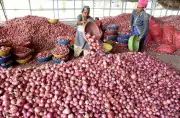 Nashik Onion Farmers Demand MSP and Market Intervention Amid Price Slump