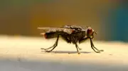 Natural Homemade Fly Trap: Kitchen Ingredients to Eliminate Flies Safely