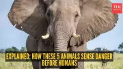 Nature's Early Warning System: 5 Animals That Sense Danger Before Humans
