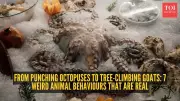 Nature's Oddities: 7 Bizarre Animal Behaviors That Are Scientifically Proven