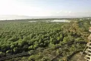 Navi Mumbai's 290-Week Mangrove Cleanup Honors Women Volunteers on International Women's Day