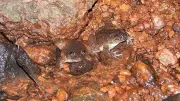 New Night Frog Species Discovered in Karnataka's Western Ghats Region