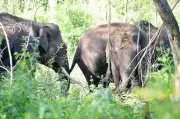 Nine-Hour Rescue Operation Saves Fallen Tusker in Chhattisgarh's Jashpur District