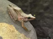 Nine New Species Discovered in Megamalai Wildlife Sanctuary Faunal Survey