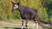 Okapi: The Mysterious Rainforest Mammal That's the Giraffe's Closest Relative