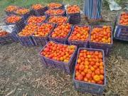 ORMAS Intervention Rescues Ganjam Tomato Farmers from Distress Sale Crisis
