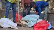 Outrage Erupts Over Video of Dogs Tied and Dumped in Truck in Bengaluru