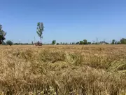 Overnight Rain Damages Wheat Crops in Tarn Taran, Farmers Express Concern