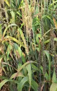 PAU Experts Clarify Purple Wheat Discoloration Not a Disease, Warn Against Fungicide Use
