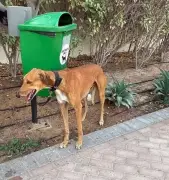 Pet Boom in India: Status Symbol or True Companionship?