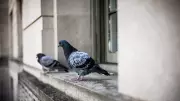 Pigeon Droppings Pose Major Lung Disease Risk, Doctors Urge Caution