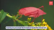 Pink Katydid's Magical Color Change Reveals Rainforest Survival Secret