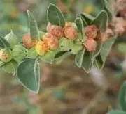 Punjab Launches Scientific Mission to Save Endangered Medicinal Plant Withania Coagulans