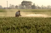 Punjab's Agricultural Future: Embracing New Sciences for Crop Diversification