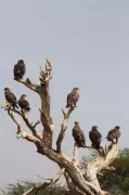 Rajasthan's Jorbeer & Desert National Park Join Global Steppe Eagle Conservation Plan