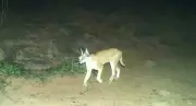 Rare Caracal Spotted in Rajasthan Sanctuary, Offering Conservation Hope